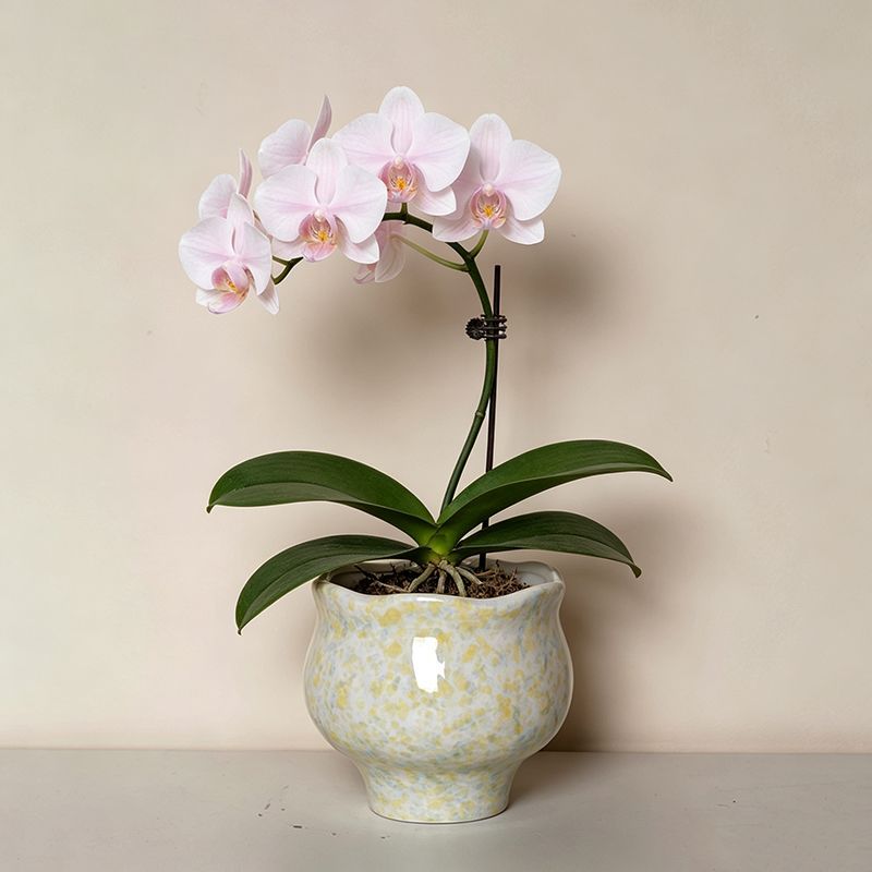 蝴蝶兰专用花盆陶瓷大号阳台园艺用品陶土吊兰虎皮兰家用绿植花盆