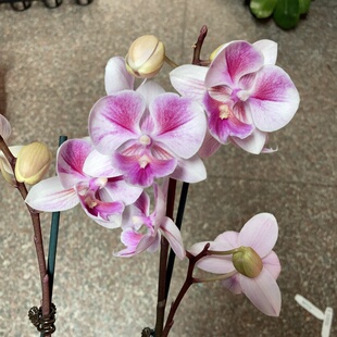 大仙兰园佛山店  蝴蝶兰 电风扇 美琪魔幻 山楂树五花肉 开爆处理