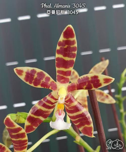 大仙兰园佛山店 台湾美琪 原生 曼尼蝴蝶兰 亚曼尼斯3045