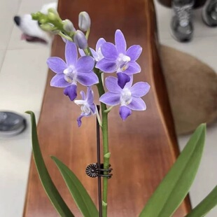 大仙兰园佛山店   趣味蝴蝶兰 蓝星2.8寸杯