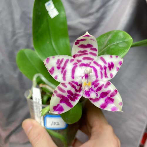 大仙兰园佛山店 101  美琪 林登斑马3138 一物一拍