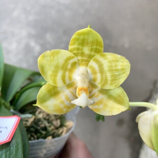大仙兰园佛山店   原生蝴蝶兰 弥陀反射王2.5寸带花剑