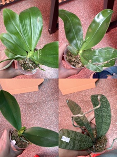 大仙兰园佛山店 台湾蝴蝶兰花后苗 及特惠苗6-7折处理 苗情看图