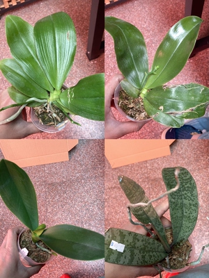 大仙兰园佛山店  台湾蝴蝶兰花后苗  及特惠苗6-7折处理 苗情看图