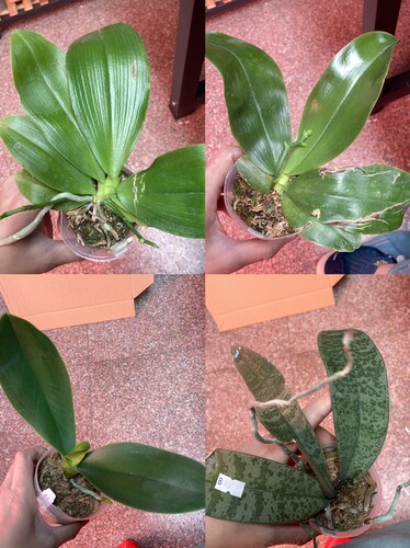 大仙兰园佛山店  台湾蝴蝶兰花后苗  及特惠链接10 苗情看图