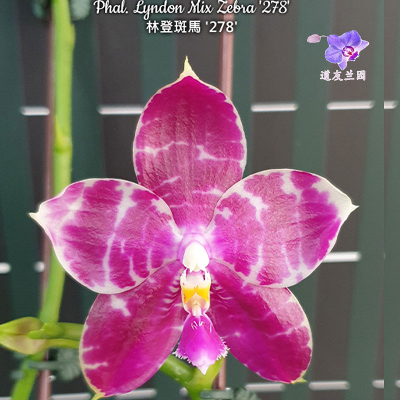 道友兰花  台湾美琪兰园原生蝶 趣味蝶 林登斑马278蝴蝶兰图片