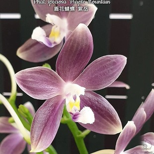 大仙兰园佛山店   台湾美琪兰原生蝴蝶兰 盾花蝴蝶紫岳2.5寸杯