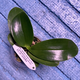 大仙兰园佛山店 台湾美琪原生蝴蝶兰 蓝色文森x路德蓝变种2.5寸杯