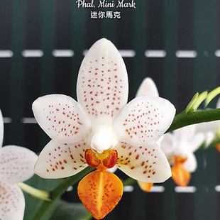 大仙兰园佛山店   台湾美琪兰园原生蝴蝶兰 迷你马克2.5寸杯