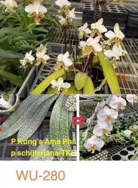 大仙兰园佛山店 台湾原生蝴蝶兰 黄色史塔基交菲律宾交TKB 2