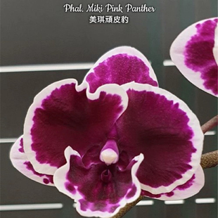 大仙兰园佛山店 台湾美琪兰园 趣味原生蝴蝶兰 美琪顽皮豹 2.5寸