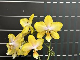 大仙兰花佛山店 台湾NCK 樱花公主变异 黄的风之谷 蜜柚阳光 晴雪