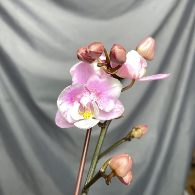 大仙兰园佛山店  A141 樱兰自然两眼三角变异2.8寸 花剑已剪