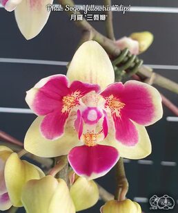 大仙兰园佛山店 台湾美琪兰园 趣味原生蝴蝶兰 月罗三唇瓣