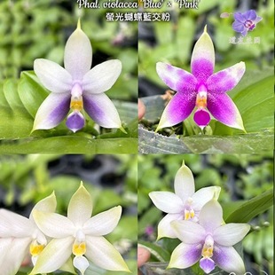 大仙兰园佛山店  台湾美琪等兰园 花后叶损苗子