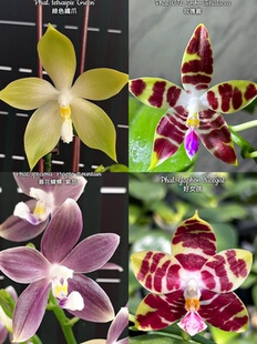 大仙兰园佛山店 台湾美琪等兰园智利水苔新种苗已经生根长新叶3