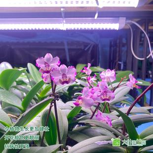 大仙的家庭园艺开花植物多肉植物绿叶植物瓜果植物专业种植补光灯