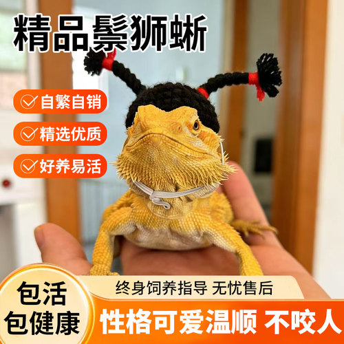 入门级苗子红系超白zero包活鬃狮