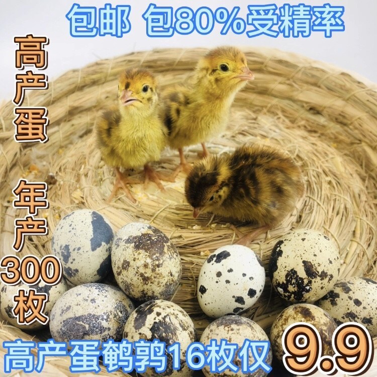 Hatch Quail eggs be fertilized Seed egg Hatch quail be fertilized Hatch quail Fryin the Pet/Pet food and supplies , Birds and supplies , Bird  category - from Buy2taobao.com to provide professional Taobao agent buy service