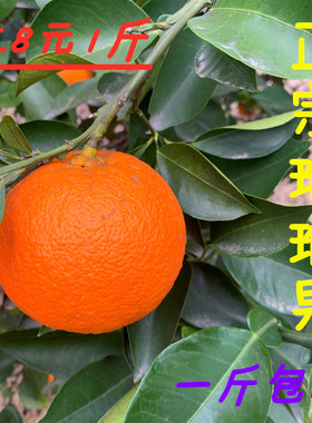 代代果金华土玳玳果回青橙代代橘/枳实现摘现发/1斤包邮3斤送半斤
