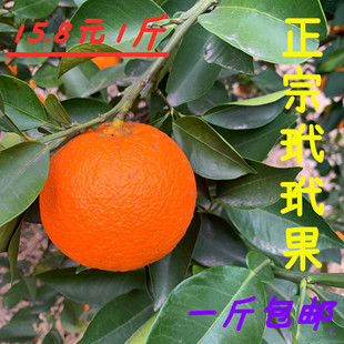 代代果金华土玳玳果回青橙代代橘/枳实现摘现发/1斤包邮3斤送半斤