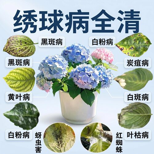 绣球花专用药肥防黑斑白粉炭疽
