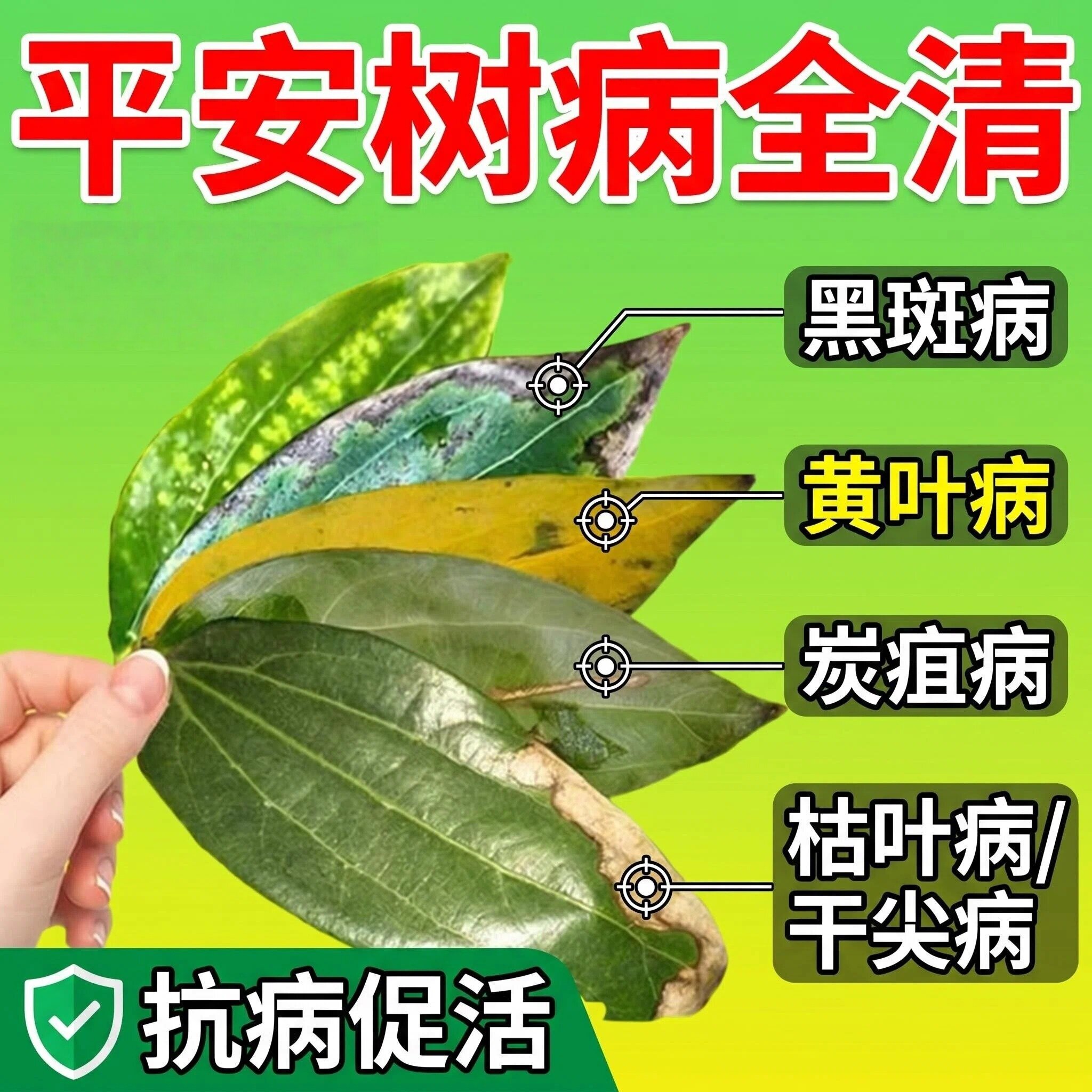 平安树黄叶焦尖炭疽防病营养液
