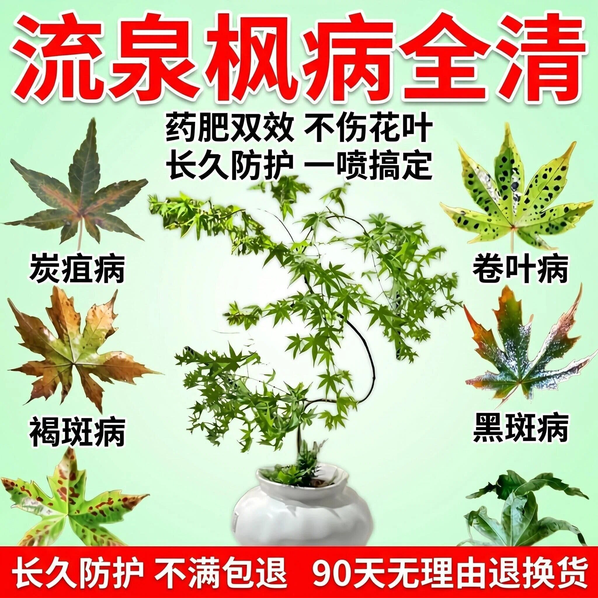 流泉枫专用营养液杀菌防黄