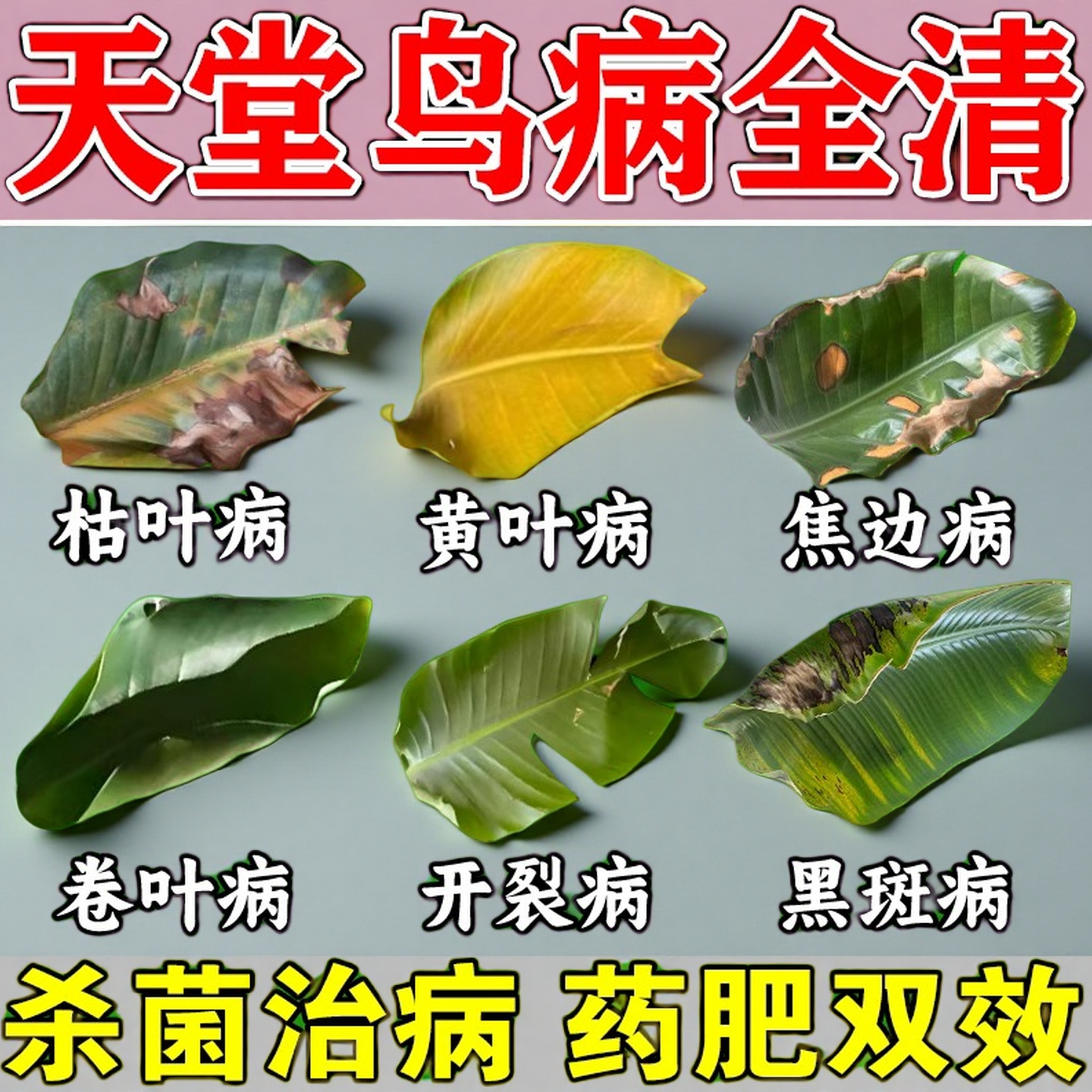 天堂鸟专用营养液鹤望兰肥料急救黄叶卷边开裂黑斑杀菌剂营养液肥