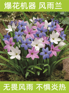 风雨兰种球重瓣四季开花浓香型葱兰韭兰石蒜盆栽阳台庭院花卉绿植