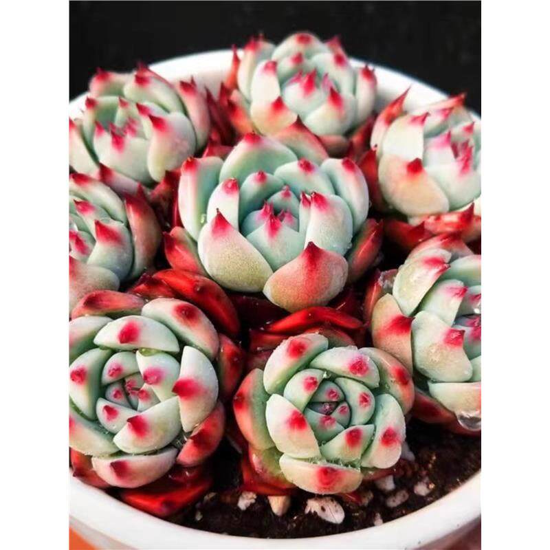 趣味多肉植物吉娃娃水蜜桃新手办公室桌面盆栽吸甲醛巨多肉