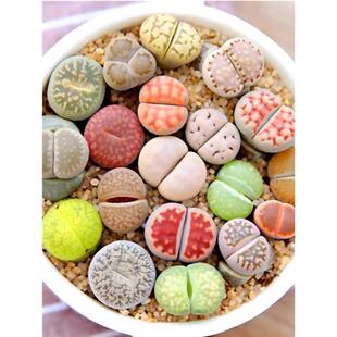 多肉植物生石花组合拼盘肉肉盆栽屁股花PP花屁屁花石生花番杏母本