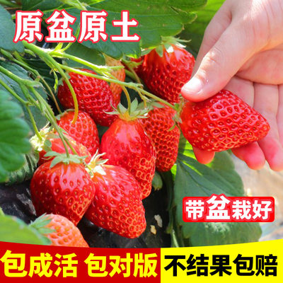 四季奶油草莓苗带花带果盆栽冬季春季红颜丹东99穴盘苗原盆原土