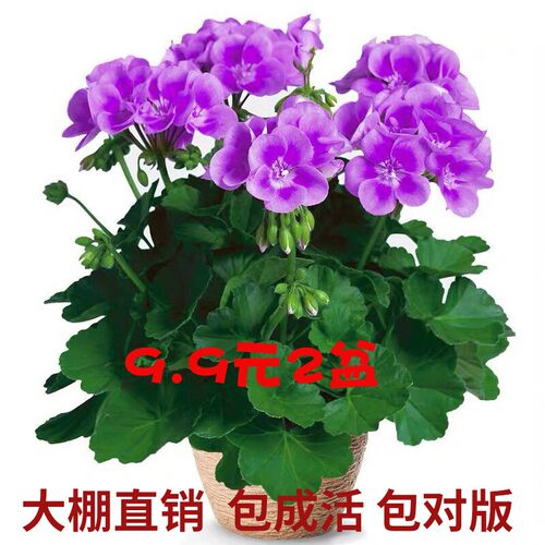重瓣大花天竺葵苗盆栽带苞
