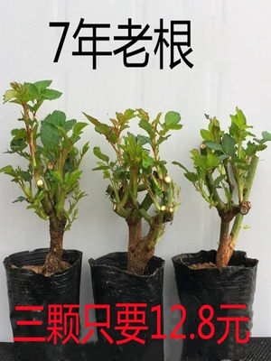 9.9元3棵玫瑰花苗大花浓香包子型切花玫瑰苗四季开花老桩月季花苗