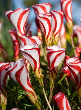 绿园花开 酢浆草-双色冰淇淋 versicolor 秋植酢浆草种球新手