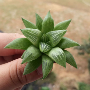 水晶寿 百合科十二卷类多肉植物 办公室内盆景绿植小盆栽 肉肉