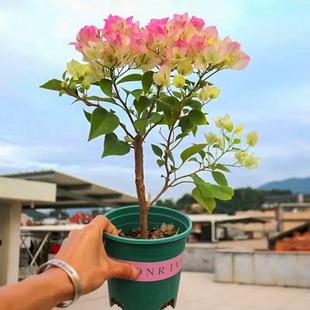 新品种三角梅盆栽小苗室内阳台庭院好养花卉四季开花不断爬藤植物