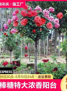 棒棒糖树桩月季特大花苗高杆浓香庭院阳台别墅花卉四季开花多色