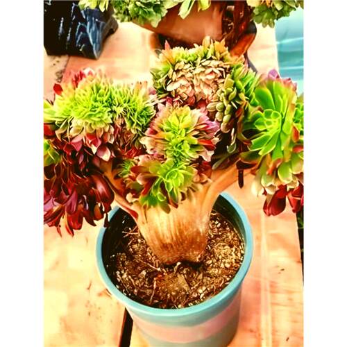 嘉年华缀化高端法师锦缀化多肉植物室内阳台办公桌面花卉盆栽防辐