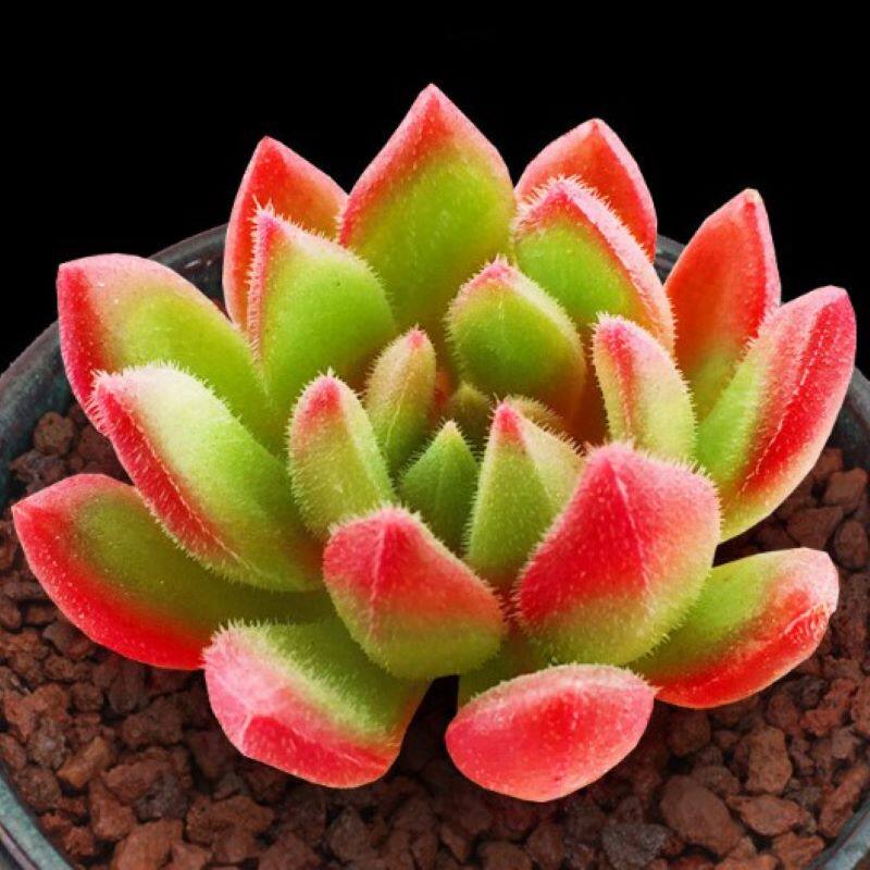 多肉植物红唇大颗容易养活办公室植物盆栽花卉宿舍肉肉花卉绿植