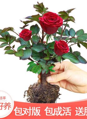 玖瑰花苗绿植盆栽四季开树