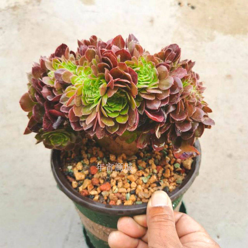 法师多肉万圣节沙拉碗缀化朵朵状态老桩多头缀化妖桩盆栽植物花卉