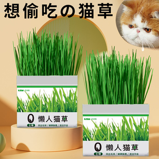 猫草无土盆栽化毛草种子非已种好懒人幼猫调理肠胃猫咪零食用品