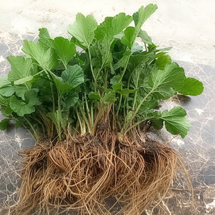 高山中药材生鲜蓝不正南不正蓝布正煲汤滋补路边青兰布正500g起