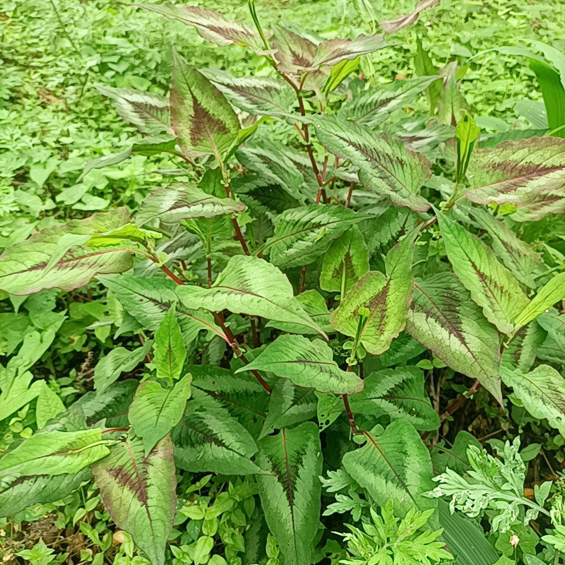 中草药赤胫散花蝴蝶花脸荞散血连土竭力赤胫散根散血丹花姑娘现挖