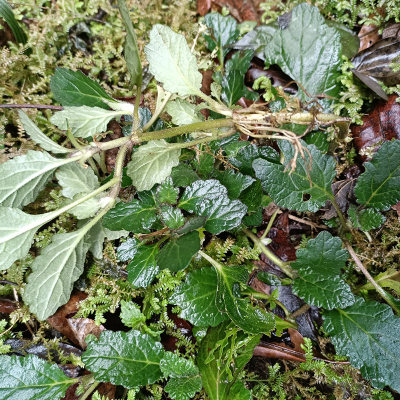 中药材金创小草白毛夏枯草筋骨草