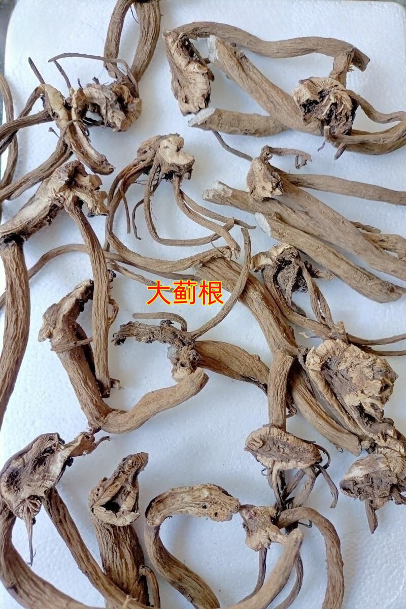 贵州中药材大蓟根大刺盖马刺根鸡脚刺刺萝卜恶鸡婆鸡顶草千针草