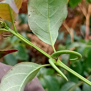 高山干中药材500g金钩莲钩藤钩丁吊藤倒挂刺鹰爪风苗圃根切片生鲜