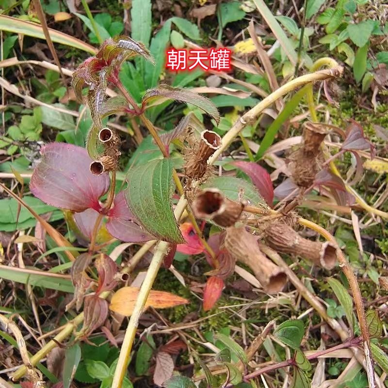 中药材朝天罐向天葫芦罐子草七孔莲倒水莲大金钟阔叶金锦香赤红莲